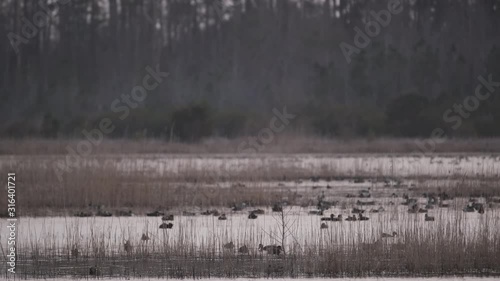 Ducks and other Migratory Waterfowl overwintering in the Lake Mattamuskeet Wildlife Refuge in Eastern North Carolina photo