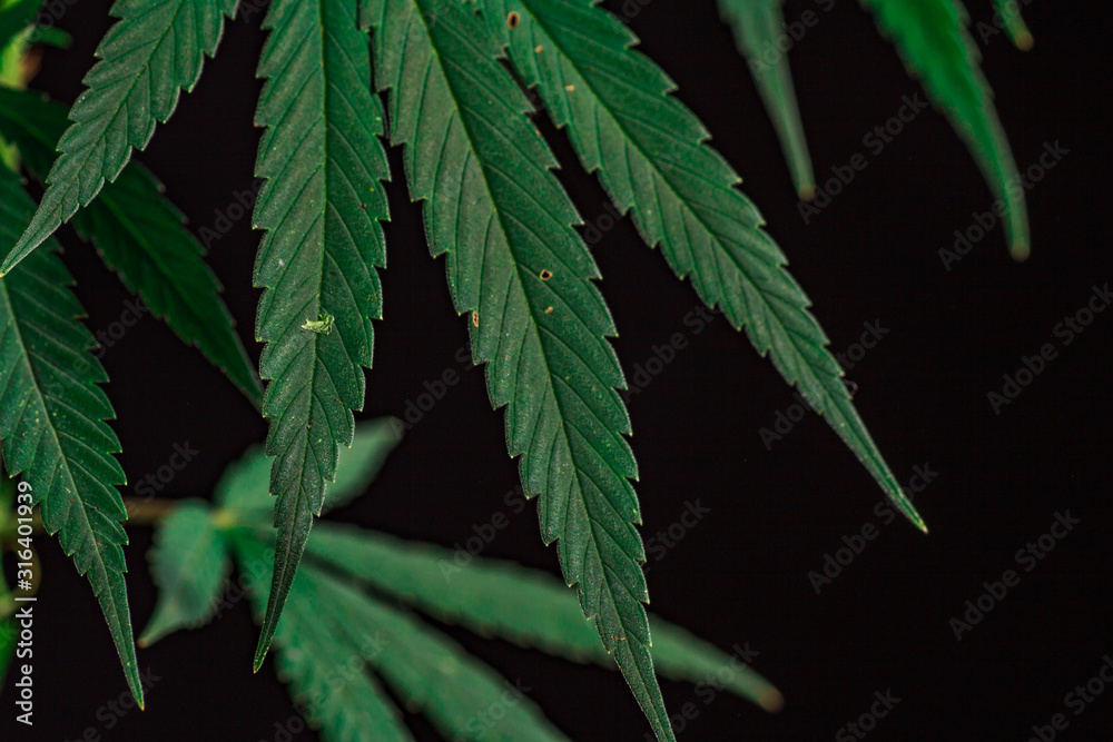 Thematic photos of hemp and marijuana Green leaf of cannabis. background image. Bright green leaves of marijuana close-up with a distinct pattern and texture. Thematic photos of hemp and marijuana Green leaf of cannabis. background image. Bright green leaves of marijuana close-up with a distinct pattern and texture.