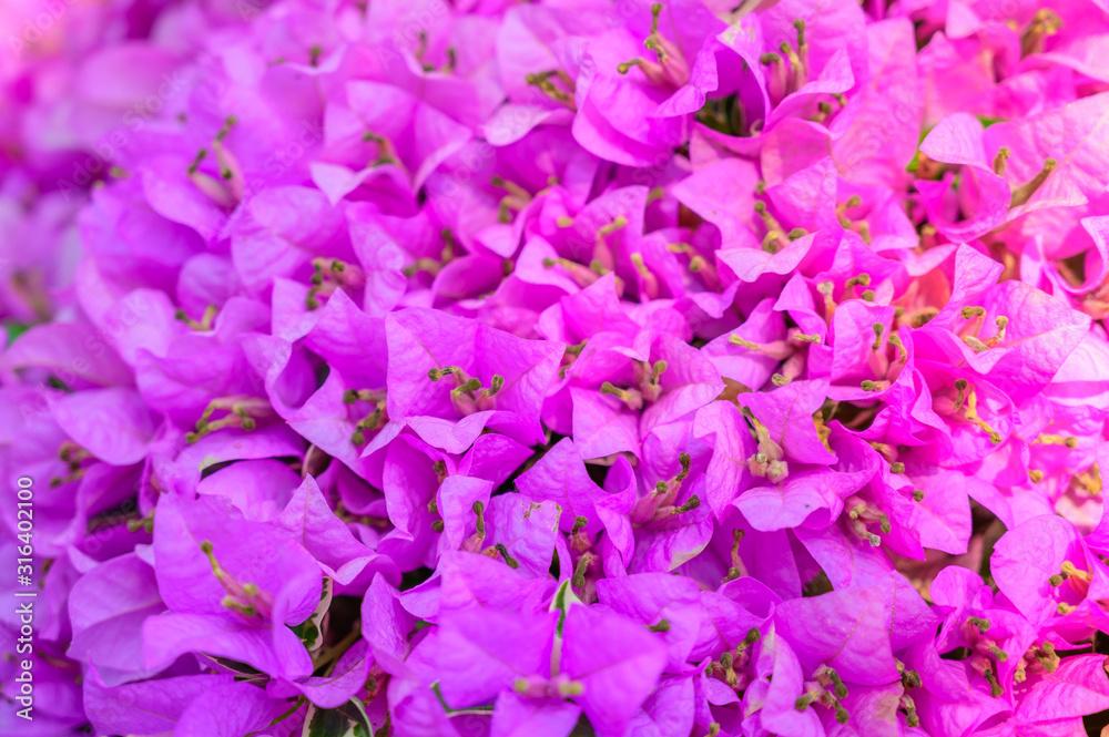 Pink magenta bougainvillea flowers as a floral background Pink magenta bougainvillea flowers as a floral background