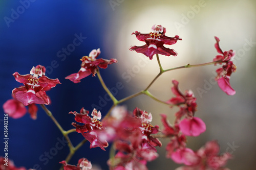 Pink orchids with bokeh background