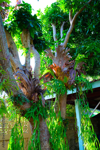  Polypodium polycarpon,Climbing bird's nest fern hanging leaves on mango tree