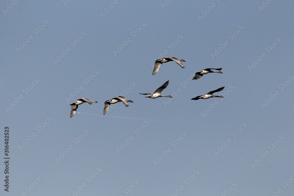 Flock of flying mute swans