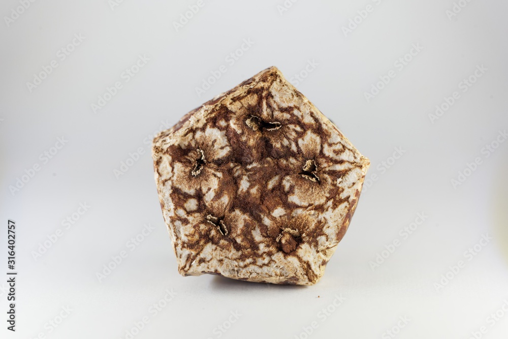 Slice of a dried Mehogni fruit Slice of a dried Mehogni fruit