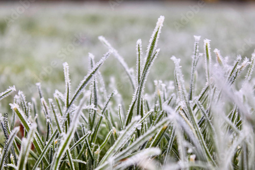 frosty grass © Oliver