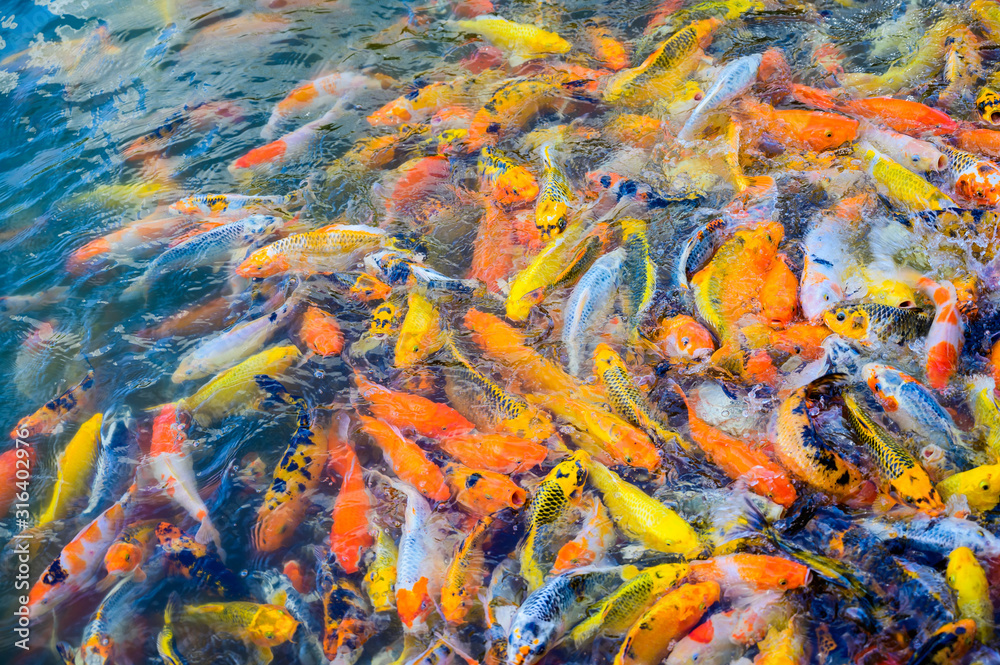 Naklejka premium Colorful fancy carp fish, Japan Koi fish swimming in a ponds