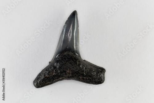 Tablou pe pânză Fossil shark tooth of Eocene age from Florida, USA