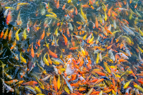 Colorful fancy carp fish, Japan Koi fish swimming in a ponds