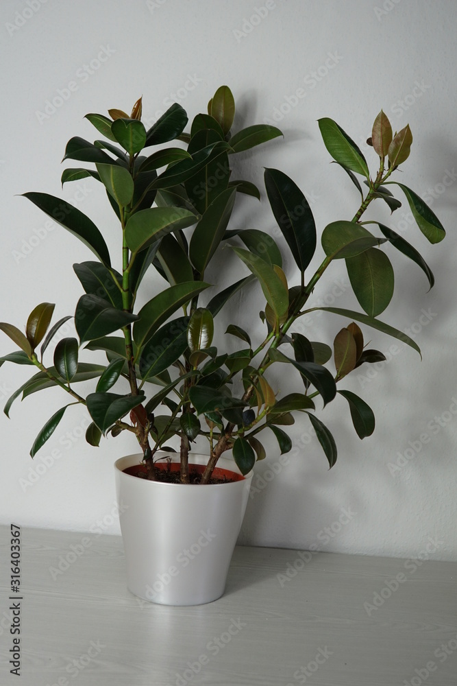 Gummibaum, Indische Kautschukbaum, Zimmerpflanze, Topfpflanze (Ficus  elastica) Stock Photo | Adobe Stock