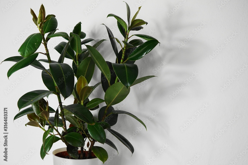 Gummibaum, Indische Kautschukbaum, Zimmerpflanze, Topfpflanze, Ficus  elastica Stock Photo | Adobe Stock