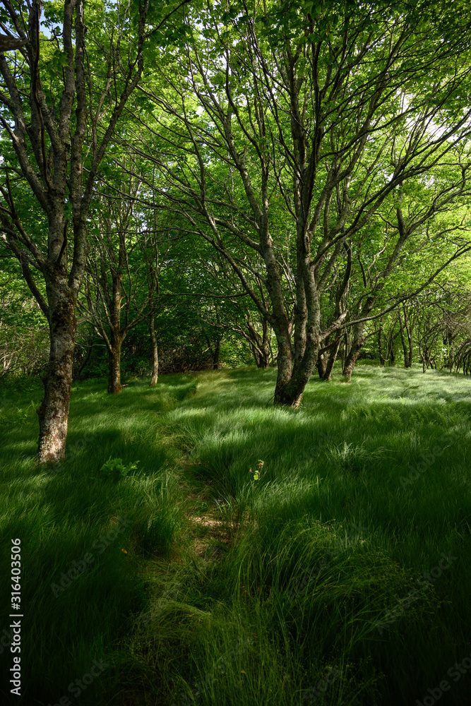 Walkway Through Tall Grass in Grove of Trees Walkway Through Tall Grass in Grove of Trees