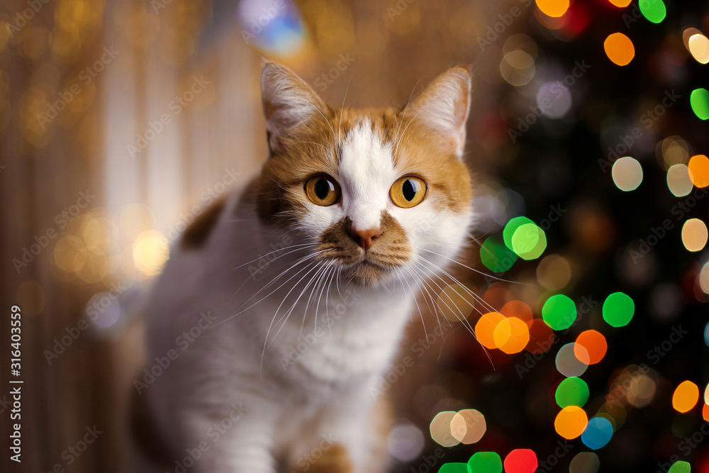 Red domestic cat on a background of Christmas lights Red domestic cat on a background of Christmas lights