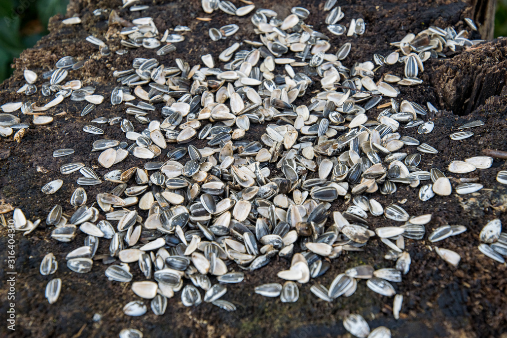 Sunflower seeds opened and empty as birdseed