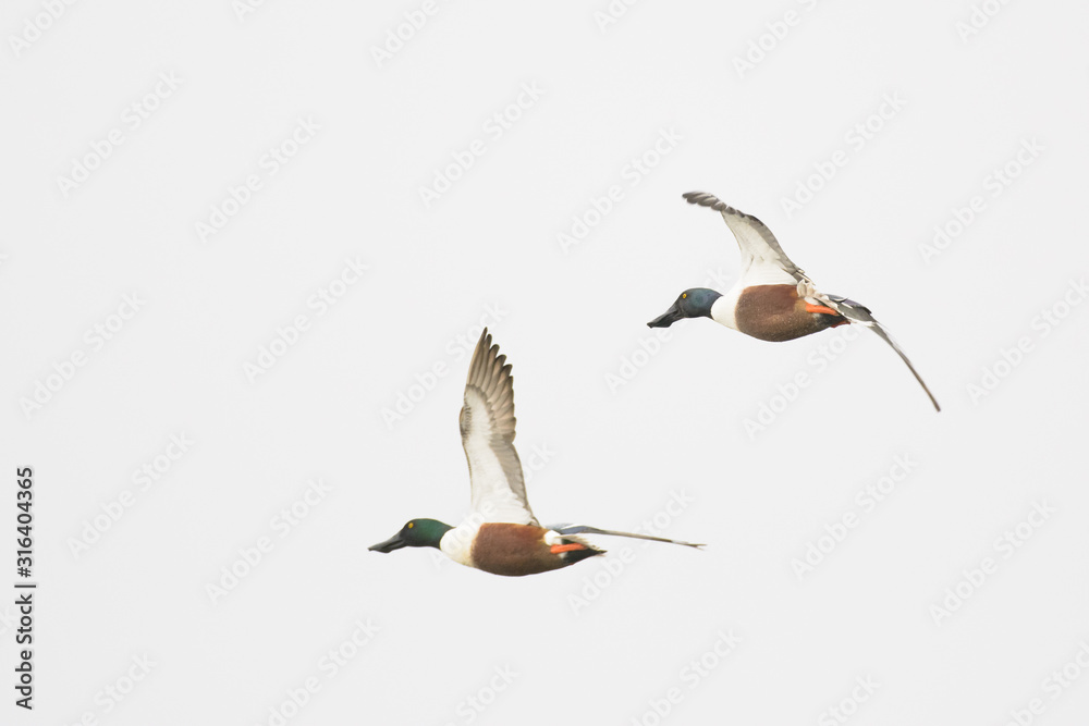 Obraz premium Northern shoveler duck drake hen flying isolated.