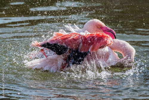 Caribbean Pink Flamingo Splashing in a Lake