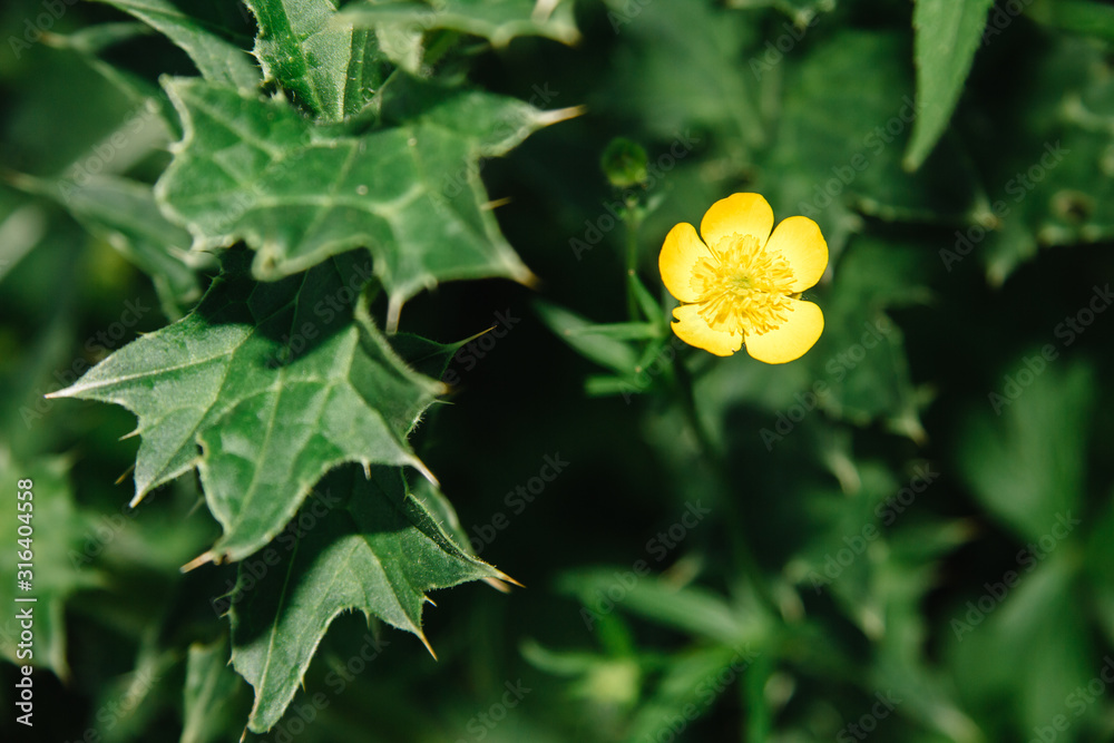 Ranunculus arvensis, corn ranunculus, the devil on all sides or a scratch, is a species of plants of the Ranunculus. Ranunculus arvensis, corn ranunculus, the devil on all sides or a scratch, is a species of plants of the Ranunculus.