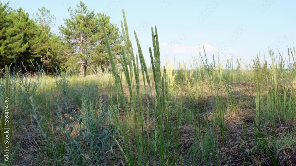 green grass in the steppes of Ukraine at the edge of the forest, summer day green grass in the steppes of Ukraine at the edge of the forest, summer day