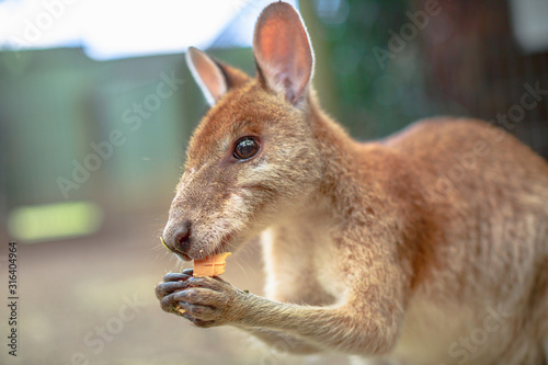 Closeup of side view of wallaby eating in nature. Blurred background. photo