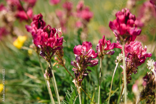 Pink Brush Castilleja rhexifolia pink wildflowers in Wyoming and on the Lago Naki Plateau in the Adygea Mountains.