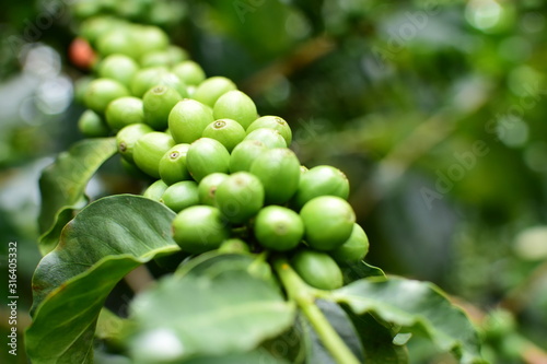  coffee beans and bushes from the Colombian mountains