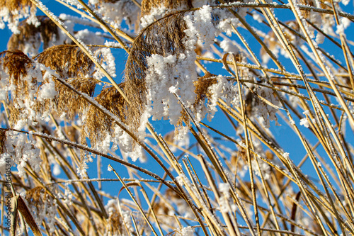  Plants in the snow