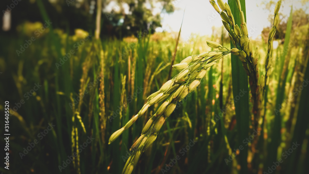 Fototapeta premium Rice plants in the fields. Nature concept background