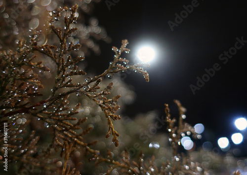 Glare of light from a lantern in drops of water on a branch at night