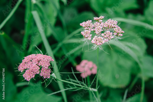 Valeriana officinalis, Valerian herb, setwall, garden heliotrope, vandalroot photo