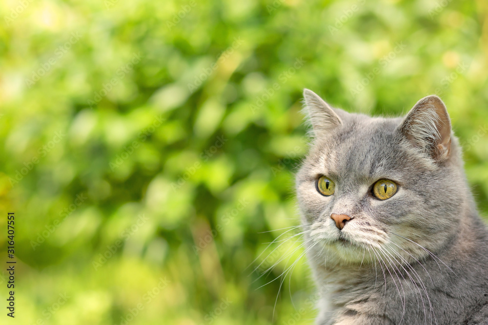 The face of the gray cat on a blurred background of green foliage The face of the gray cat on a blurred background of green foliage