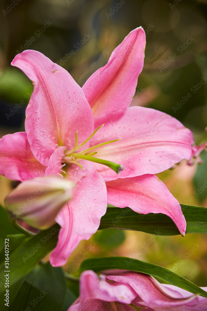 Flower arrangement, colorful various flowers Flower arrangement, colorful various flowers