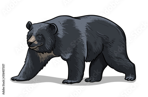 Himalayan bear isolated in cartoon style. Educational zoology illustration, coloring book picture.