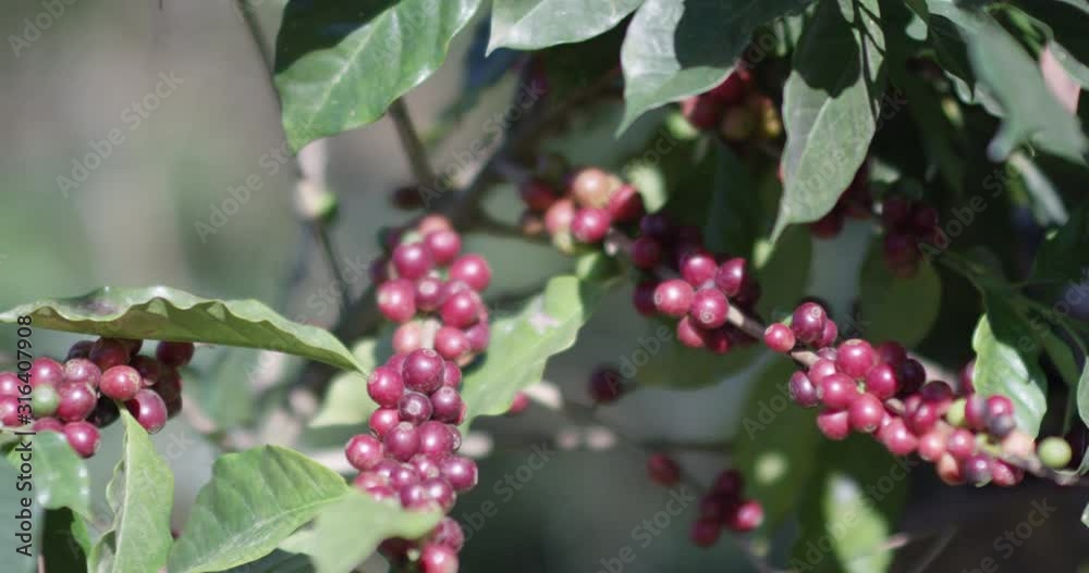 Bunches of coffee berries and leaves on branches slow-motion focus pull RED 4K close up shot .R3D. Guatemala. 121 FPS Bunches of coffee berries and leaves on branches slow-motion focus pull RED 4K close up shot .R3D. Guatemala. 121 FPS