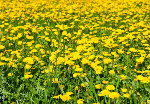 Field of yellow dandelions. Spring flowers in sunny day