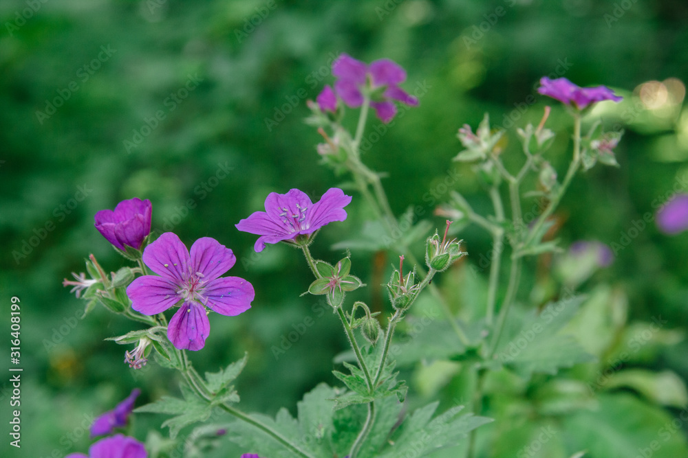 Wild geranium in a natural setting. Also known as Geranium maculatum, spotted geranium, it is a perennial plant