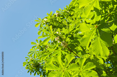 leaves of chestnut against blue sky in sunny spring day
