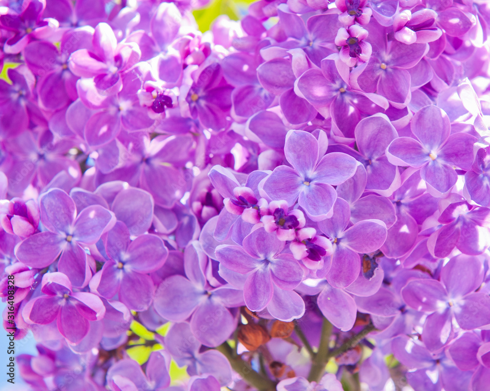 Flowers of lilac in spring sunny day (background) Flowers of lilac in spring sunny day (background)