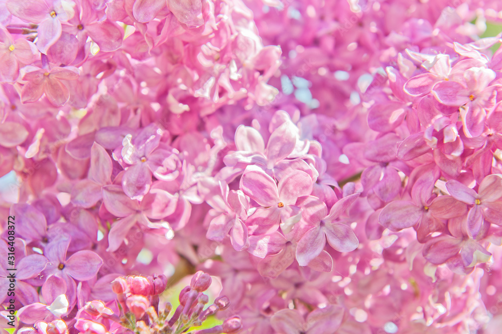 Flowers of pink lilac in spring sunny day (background)