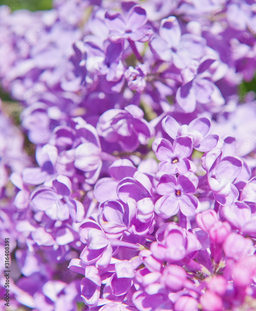 Flowers of lilac in spring sunny day (background) Flowers of lilac in spring sunny day (background)