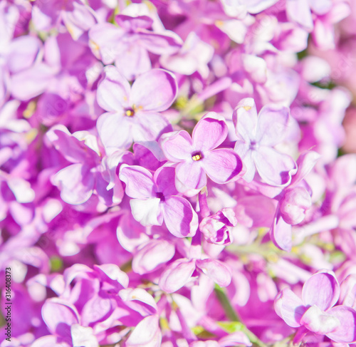 Flowers of pink lilac in spring sunny day  background 