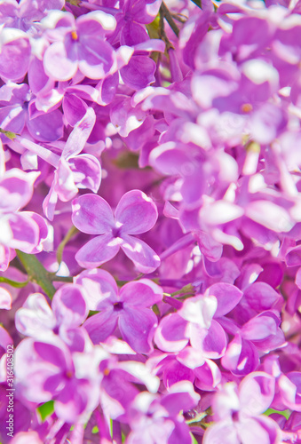 Branch with pink flowers of lilac in spring sunny day (background)