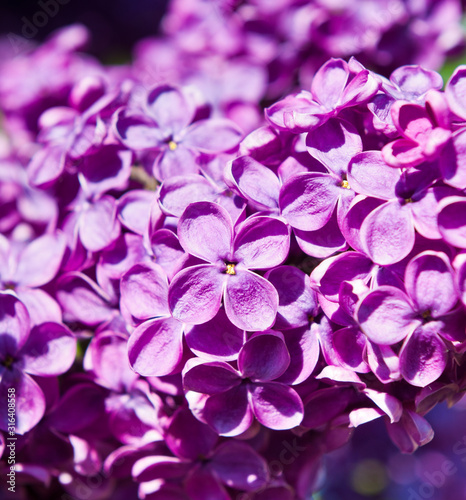 Flowers of purple lilac in spring sunny day  background 