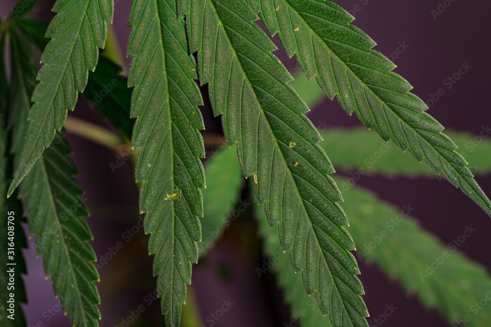 Thematic photos of hemp and marijuana Green leaf of cannabis. background image. Bright green leaves of marijuana close-up with a distinct pattern and texture. Thematic photos of hemp and marijuana Green leaf of cannabis. background image. Bright green leaves of marijuana close-up with a distinct pattern and texture.