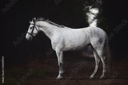 portrait of beautiful grey hanoverian mare horse in bridle standing on road in forest photo