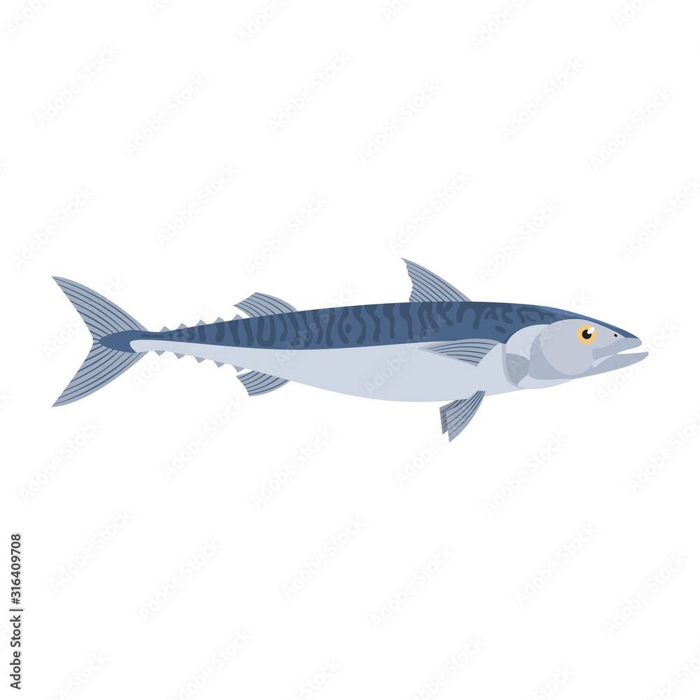 Fototapeta premium The mackerel is isolated on the white background.