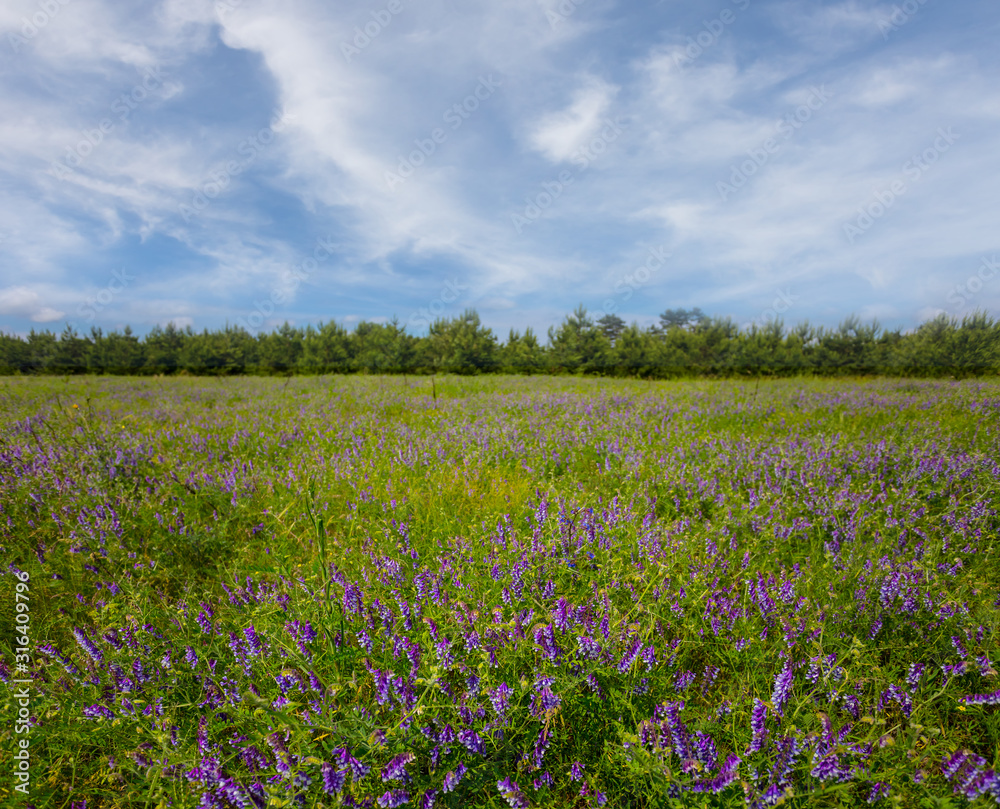 summer field with flowers landscape