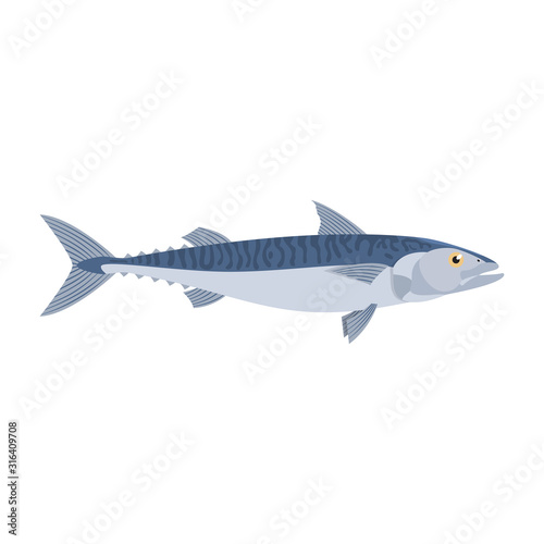 The mackerel is isolated on the white background. © Ирина Орлова