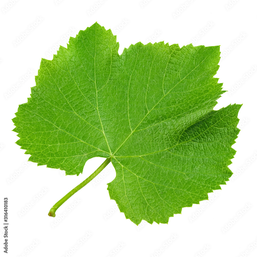 Grape leaf isolated on white. Full depth of field. Grape leaf isolated on white. Full depth of field.