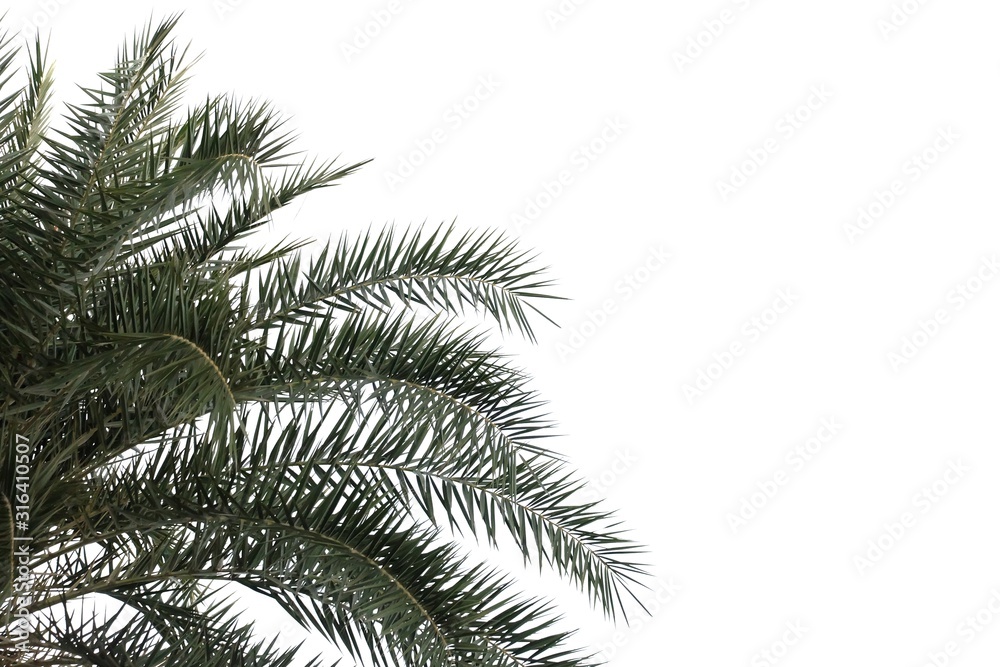 Obraz premium Tropical palm leaves on white isolated background for green foliage backdrop 