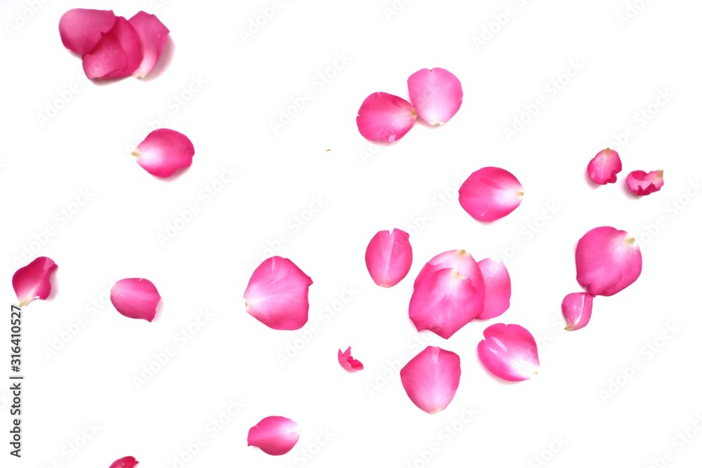 In selective focus a group of sweet pink rose corollas on white isolated background with copy space 
