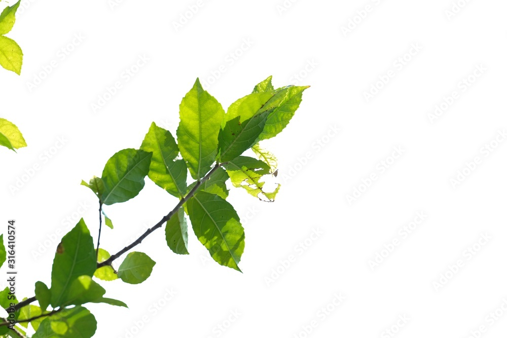 Tropical plant leaves with branches and sunlight on white isolated background for green foliage backdrop Tropical plant leaves with branches and sunlight on white isolated background for green foliage backdrop