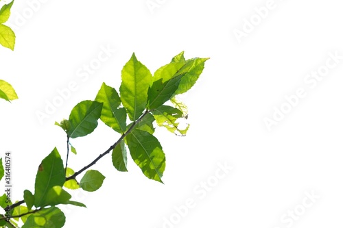 Tropical plant leaves with branches and sunlight on white isolated background for green foliage backdrop 